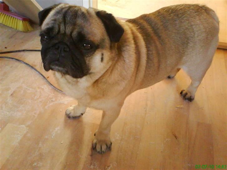 Mops marius billede 20