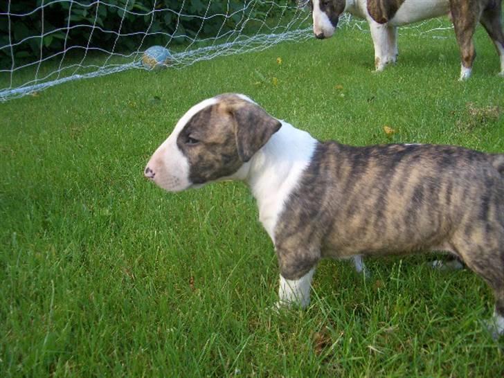Bullterrier Ecko c",) billede 9