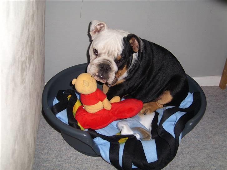 Engelsk bulldog buster billede 5