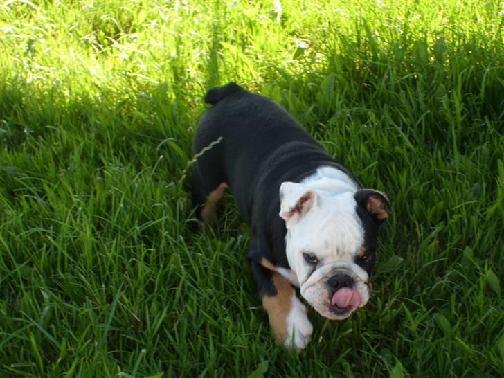 Engelsk bulldog buster billede 6