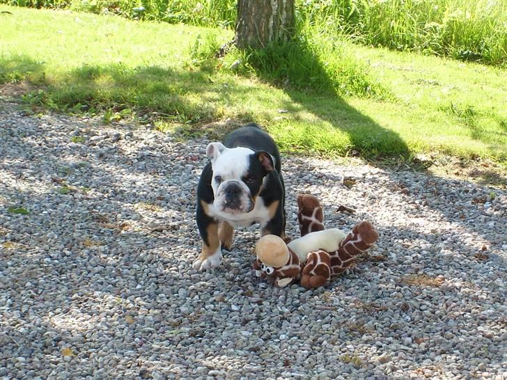 Engelsk bulldog buster billede 7