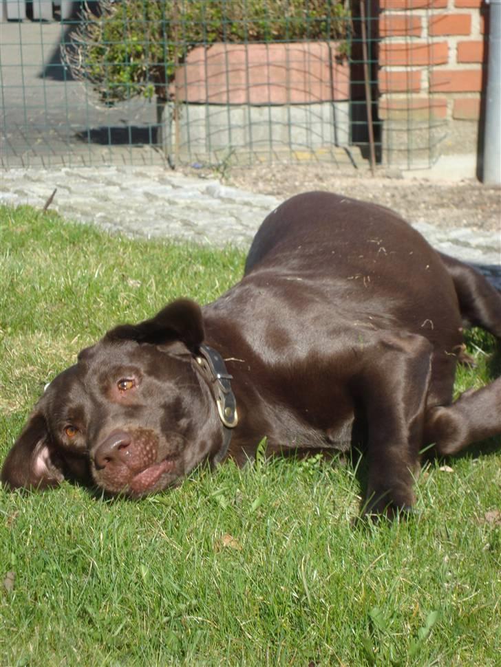 Labrador retriever *Formel 1* Sally (sørøver sally ...