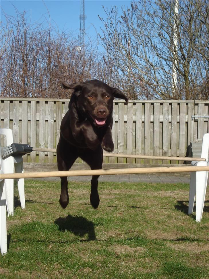 Labrador retriever *Formel 1* Sally (sørøver sally) billede 2