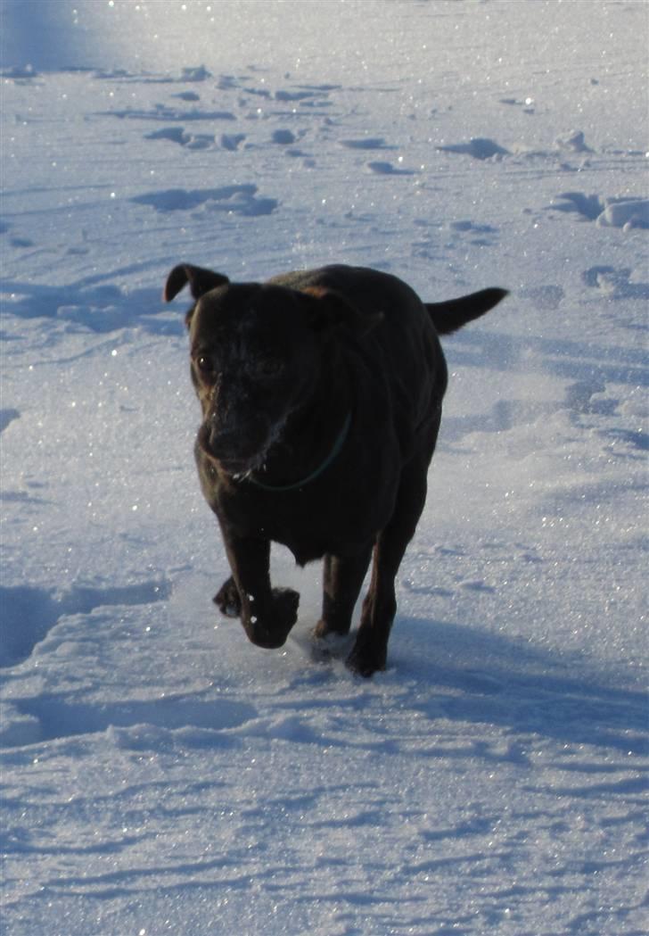 Labrador retriever *Formel 1* Sally (sørøver sally) billede 3