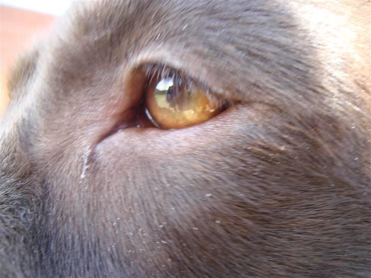 Labrador retriever *Formel 1* Sally (sørøver sally) - Når man kigger en dybt i øjnene og føler sig opslugt, mærker nærheden og varmen i et kærtegn - efterfulgt af et simpelt kys der kan få dig til at forsvinde - da ved man at det er det rigtige, den ægte vare, noget helt UNIKT!!! billede 4