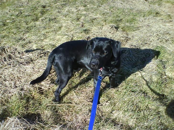 Labrador retriever Rofus <3Kærestens & min<3 - Med mor ude ved diget.. Har fået øje på en anden hund..  billede 2
