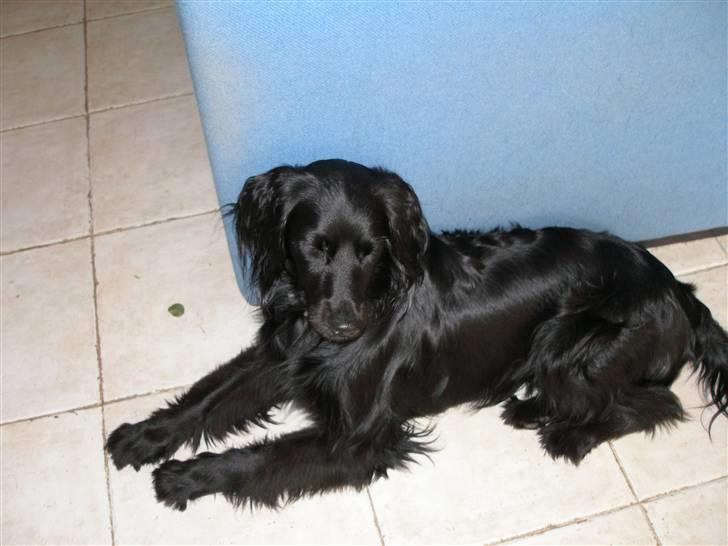 Blanding af racer Freddy billede 1