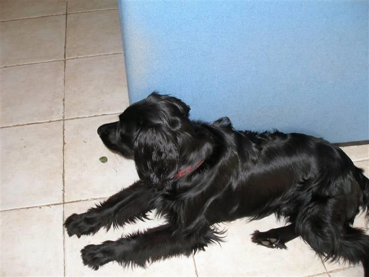 Blanding af racer Freddy billede 2