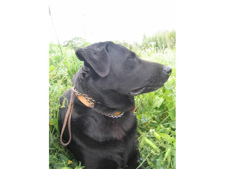 Labrador retriever Fido (formel 1) - hej! jeg hedder Fido ! jeg vil blive glad hvis du bedømte mig efter hvor flot du syne sjeg er, og hvor gode mine billeder er! billede 1