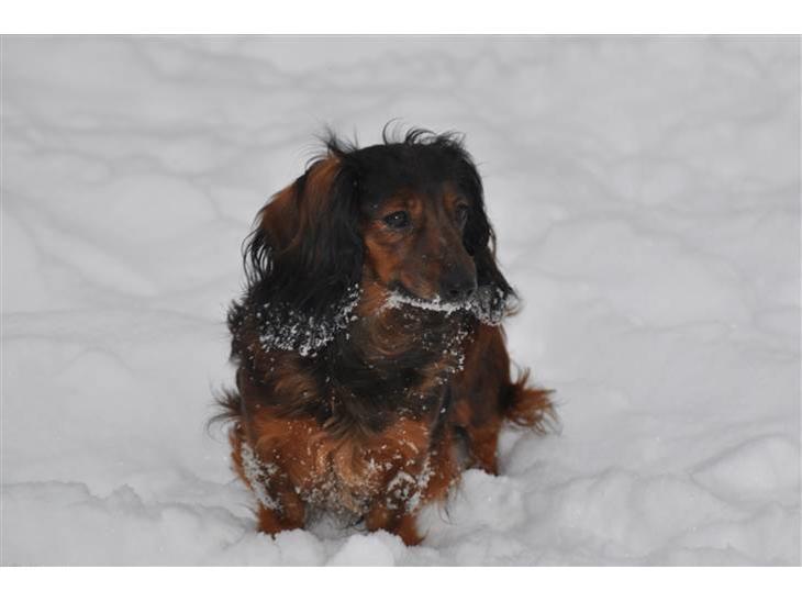 Dværggravhund freja R.I.P 12/2 2011 - NYT! Freja i sneen, 18 december 2010 billede 1