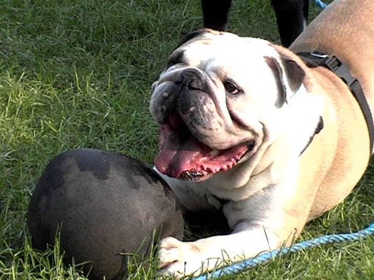 {{currentPhoto.altText}} billede {{currentPhoto.number}}