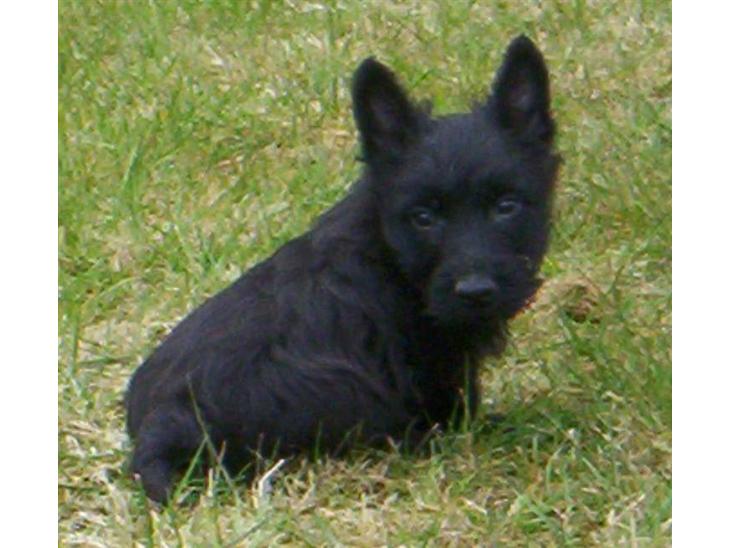 Skotsk terrier clarissa billede 1