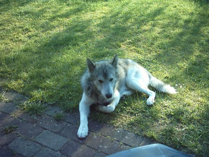 Alaskan malamute sniffer billede 1