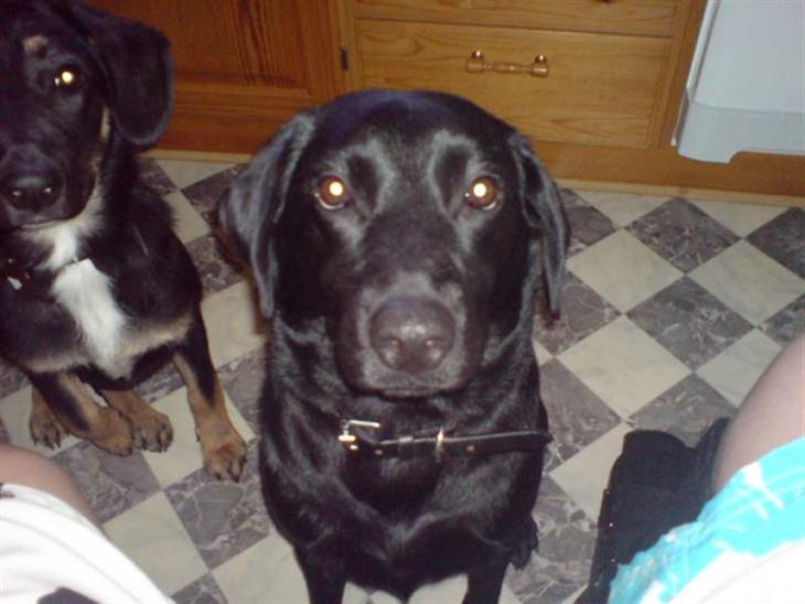 {{currentPhoto.altText}} billede {{currentPhoto.number}}