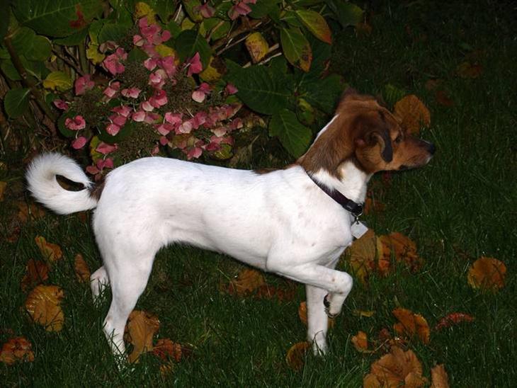 {{currentPhoto.altText}} billede {{currentPhoto.number}}