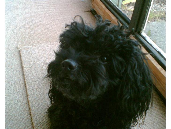 {{currentPhoto.altText}} billede {{currentPhoto.number}}