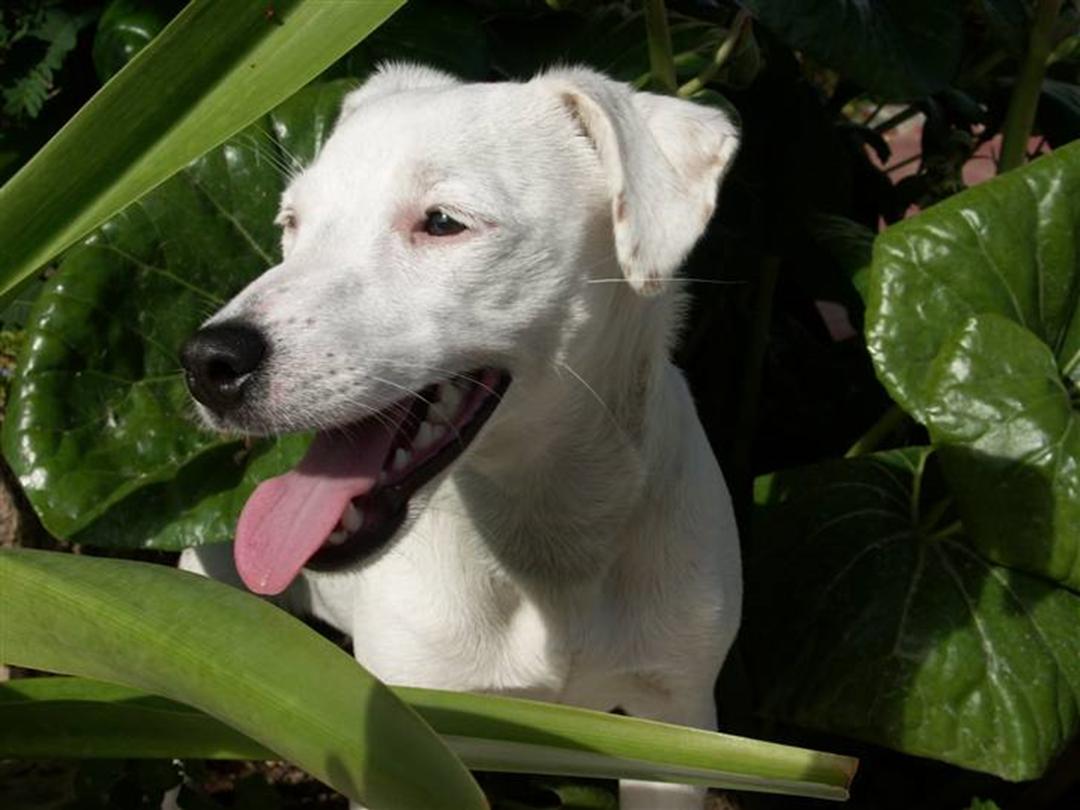 Bange for at dø gentage pakke Jack russell terrier Lola - 2007 - Smuk, korthåret og kridhvid -...