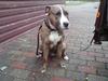 Amerikansk staffordshire terrier dino