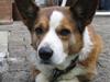 Welsh corgi cardigan Bertram