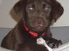 Labrador retriever Luna