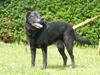 Labrador retriever Bassi