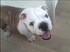 Engelsk bulldog Nemo