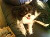 Papillon Mini