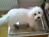 Bichon à poil frisé Mille (Tinghøjs Veronica)