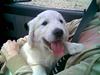 Golden retriever Anton 