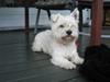 West highland white terrier airas sofus West highland white terrier airas sofus