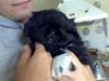 Pekingeser Max