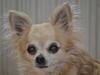 Chihuahua Sandra