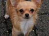 Chihuahua Emina