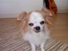 Chihuahua Brutos