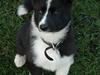 Karelsk bjørnehund Maya