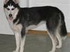 Siberian husky Sheeba *R.I.P* [ Himmelhund]