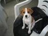 Jack russell terrier Tess [ Himmelhund]
