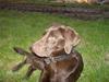 Labrador retriever Hugo