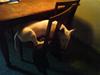 Bullterrier Holly