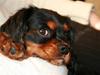 Cavalier king charles spaniel Freddie