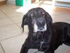 Labrador retriever Dolly *RIP* <3 [ Himmelhund]
