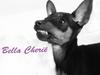 Dvaergpinscher Bella Cherié
