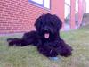 Briard Zita