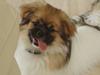 Tibetansk spaniel Nutsie