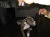 Amerikansk staffordshire terrier Zari