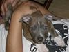 Amerikansk staffordshire terrier Kenzo