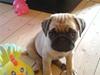 Mops Malou