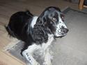Cocker spaniel Molly