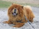 Chow chow Huang