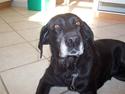 Labrador retriever Dolly *RIP* <3